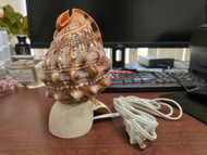 Cameo Rufa Sea Shell Table Lamp