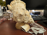 Gaint Frog Bursa Bobo Sea Shell Table Lamp