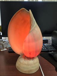 Gaint Volute Melo Diadema Sea Shell Table Lamp