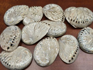 12 Pcs Polished Midae Abalone Shell 3" - 4"