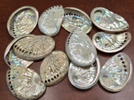 12 Pcs Polished Midae Abalone Shell 2" - 3"