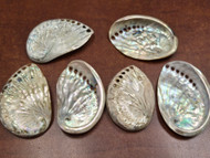 6 Pcs Polished Midae Abalone Shell 2" - 3"