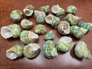 25 Pcs Small Green Turban Turbo Shells 1 1/2" - 2"