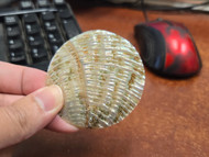 Round Abalone Shell Blank Disc Coin 60mm