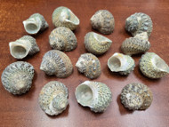 20 Pcs Small Green Petholatus Turbo Shells 1 1/2" - 2"