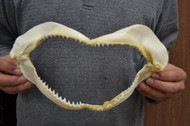 Spinner Shark Teeth Jaw Mouth 11"