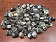 200 Pcs Black Nerite Neritidae Seashell Craft
