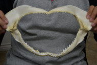 Spinner Shark Teeth Jaw Mouth 12"