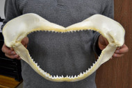Spinner Shark Teeth Jaw Mouth 14"