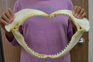 Spinner Shark Teeth Jaw Mouth 15"