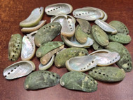 Mini Green Abalone Seashell (One Side Polished) 2" - 3"