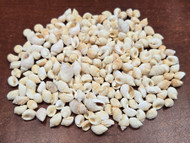 800 Pcs Small Mini Nassa Mini Sea Shells Diy