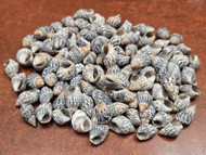200 Pcs Small Black Nassa Mini Sea Shells Diy