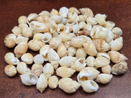 250 Pcs Bulk Small Nutmeg Sea Shells Diy