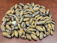 200 Pcs Bulk Small Brown Olive Sea Shells Diy 3/4"