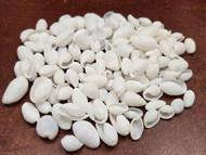 250 Pcs Bulk Small White Bubble Sea Shells Diy 5/8" - 1"
