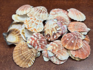 60 Pcs Bulk Small Pecten Sea Shells Diy 1 1/2" - 2"