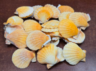 60 Pcs Bulk Small Orange Pecten Sea Shells Diy 1 1/2" - 2"