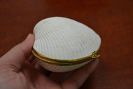 White Cardium Pesodolima Shell Trinket Box