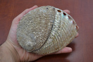Half Polished Green Abalone Seashell