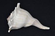 Left Handed Lightning Long Spindle Whelk Shell 