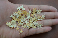 90 Pcs Small Tiny Tan Flat Starfish Craft Decoration