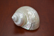 White Mother of Pearl Jade Turbo Hermit Crab Shell