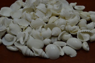 Assort White Sea Shells Wedding Beach Decoration
