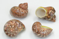 Polished Petholatus Jade Turbo Turban Shell