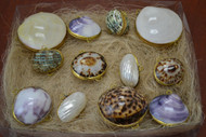 Assort Seashell Storage Trinket Boxes