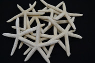 White Pencil Finger Starfish