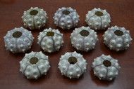 Purple Sputnik Sea Urchins