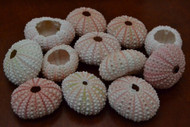 Pink Sea Uchins