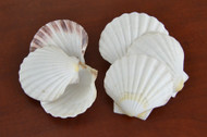 White Irish Deep Scallop Clam Seashell