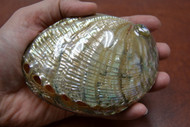 Polished Both Side Green Abalone Shell 4 1/2" - 5"