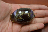 Purple Carved Dolphin Cowrie Shell