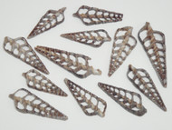 12 Pcs Black Mitra Center Cut Seashell