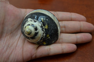 Black Cyprea Pica Turbo Hermit Crab Shell 2" - 2 1/2"