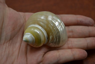 Pearl Turbo Hermit Crab Shell 2" - 2 1/2"