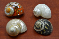 4 Pcs Assort Small Pearl Turbo Hermit Crab Shell 2" - 2 1/2"