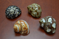 4 Pcs Assort Small Pearl Turbo Hermit Crab Shell 1 1/2" - 2"