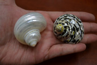 2 Pcs Assort Small Pearl Turbo Hermit Crab Shell 2" - 2 1/2"