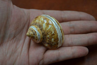 Brown Banded Petholatus Turbo Hermit Crab Shell 2" - 2 1/2"
