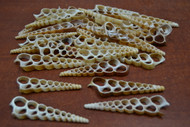 Center Cut Slice Turritella Seashell 3" - 3 1/2"