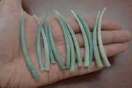 12 Pcs Smooth Green Dentalium Aprinum Shell Tusks