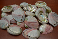 Small Abalone Seashell (One Side Polished) 2 1/2" - 3"