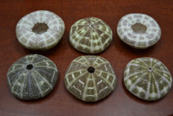 Alfono Sea Urchins