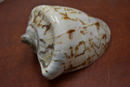 Big Imperial Nobble Volute Seashell