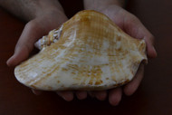 Large Big Strombus Latissinue Volute Seashell