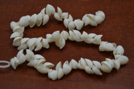 100 Pcs Small White Ark Clam Seashell Beads Strand